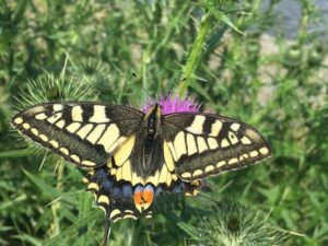 norfolk swallowtail butterfly