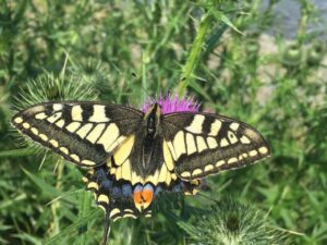 swallowtail butterfly