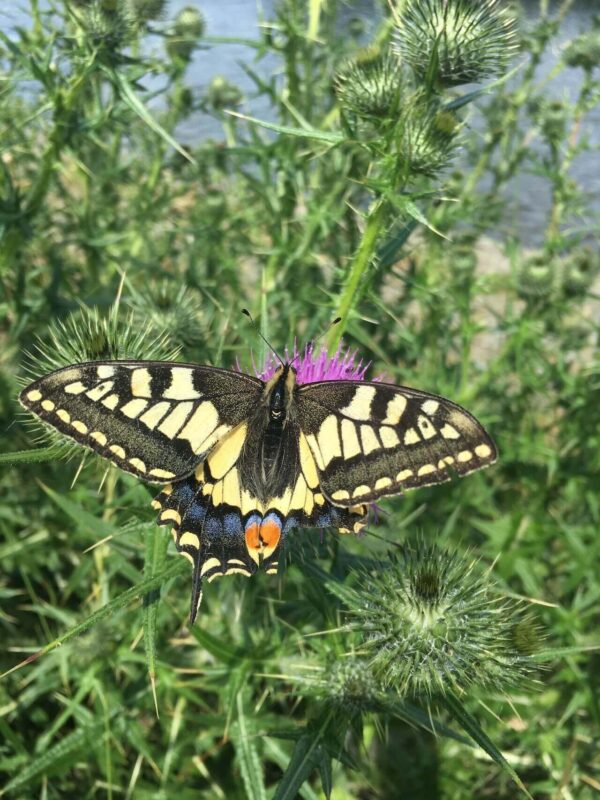 norfolk swallowtail butterfly