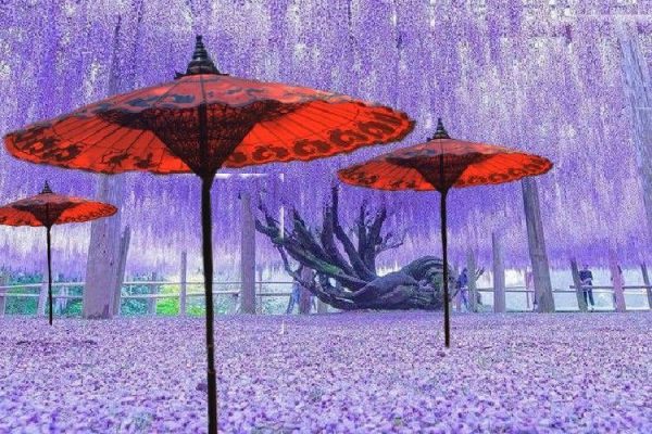 Beautiful sun shades - red parasols