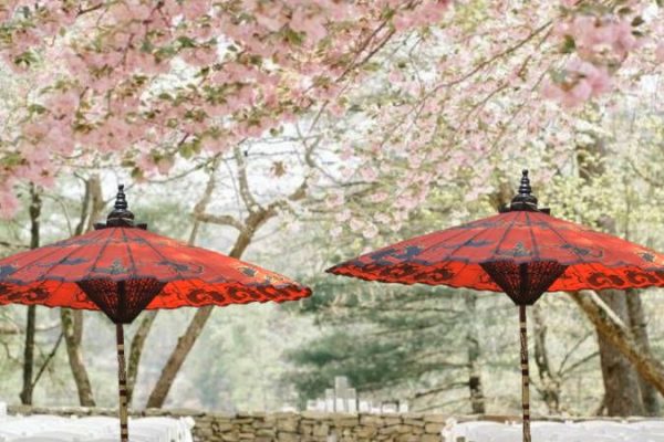 Japanese parasols at blossom time